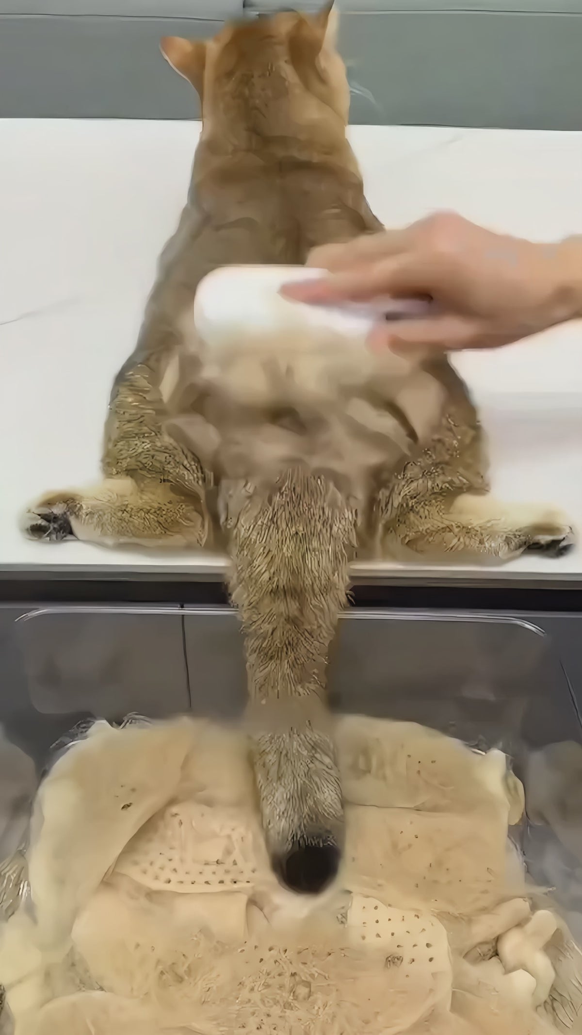 Cat / Pet Steam Brush